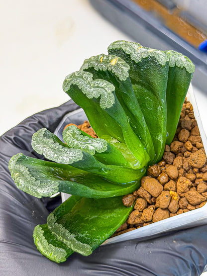 Haworthia Shoubing (wa3) (bb) | Rare Hybrids