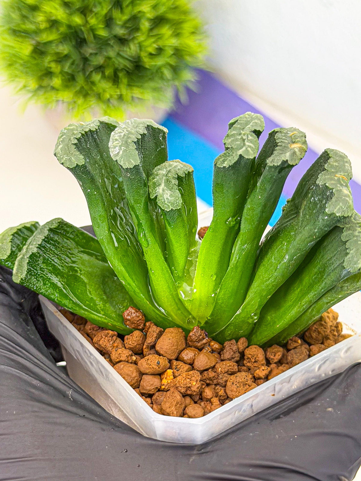 Haworthia Shoubing (wa3) (bb) | Rare Hybrids