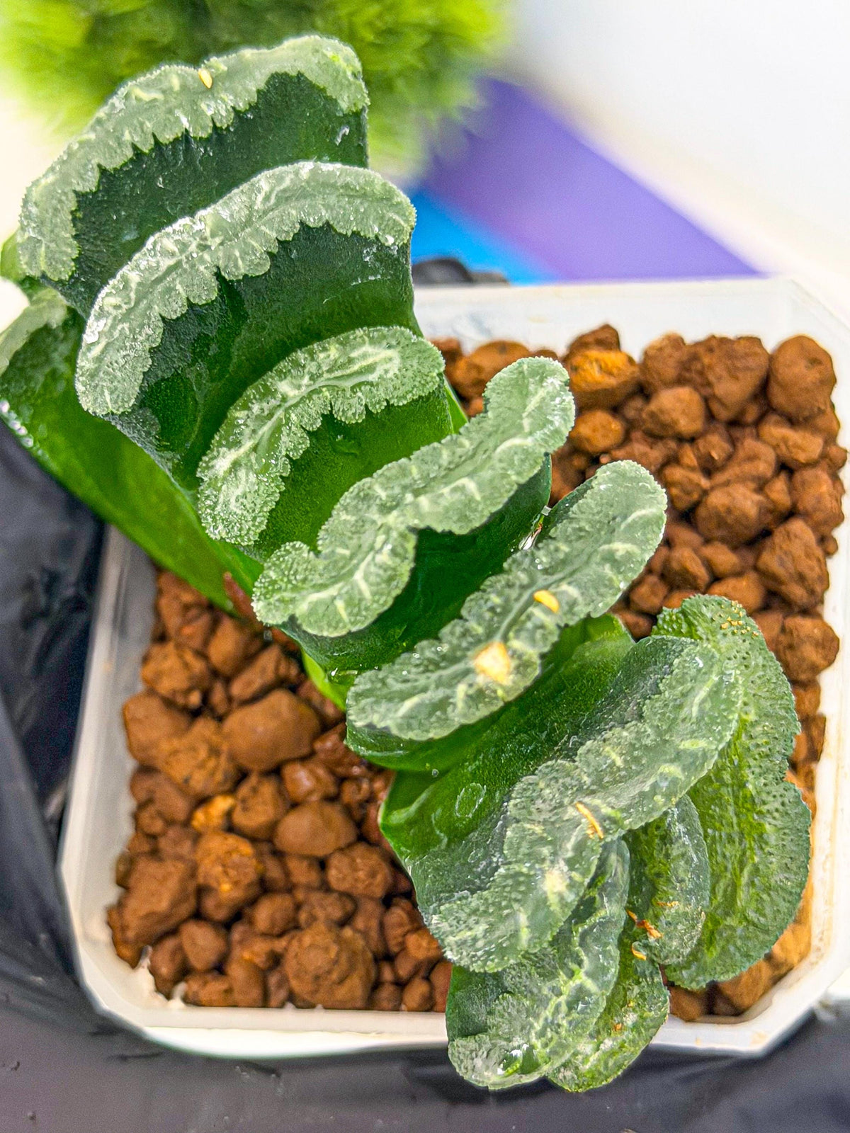 Haworthia Shoubing (wa3) (bb) | Rare Hybrids