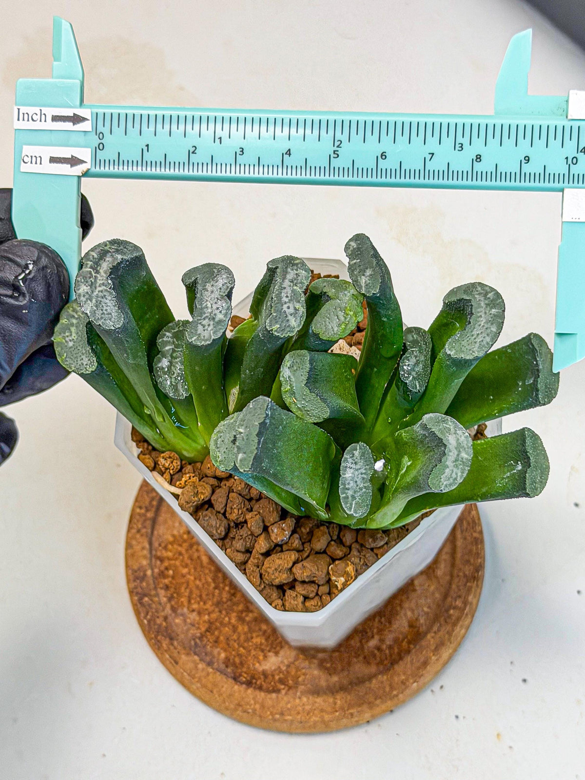 Haworthia Wuwen (wa3) (gg) | Rare Hybrids