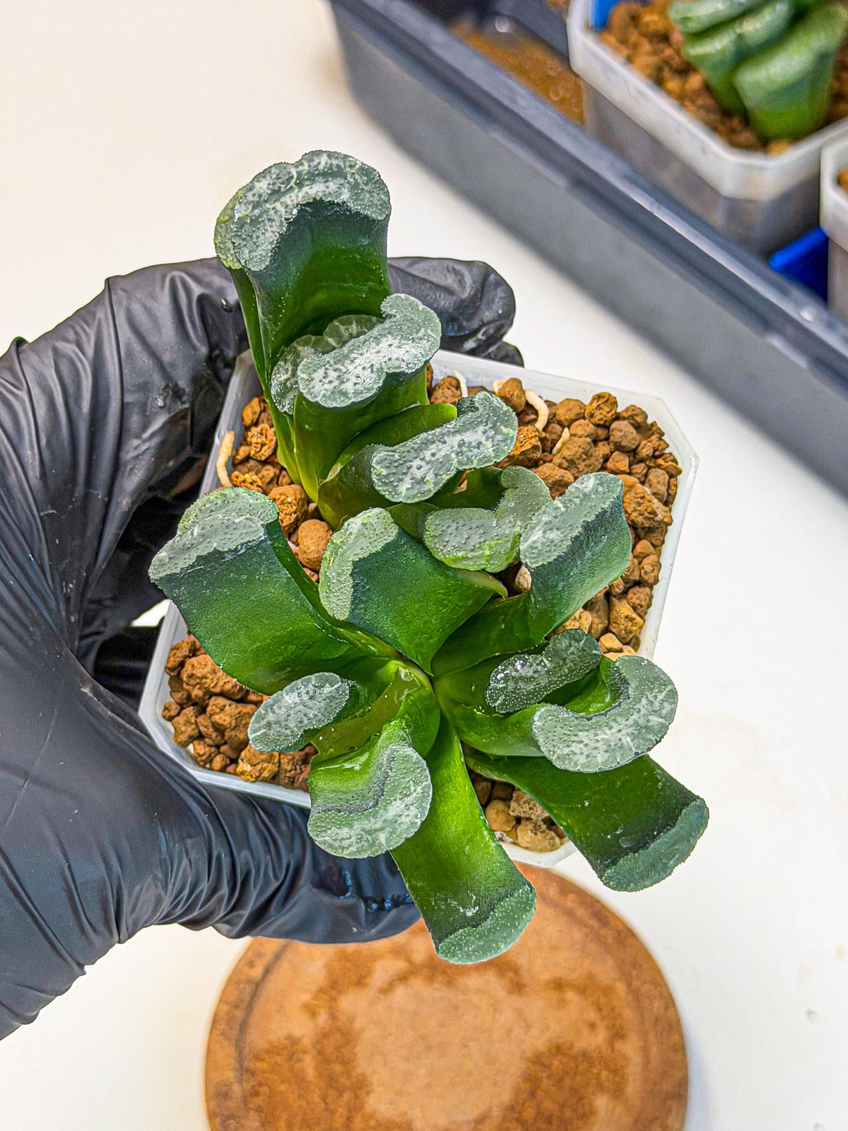 Haworthia Wuwen (wa3) (gg) | Rare Hybrids