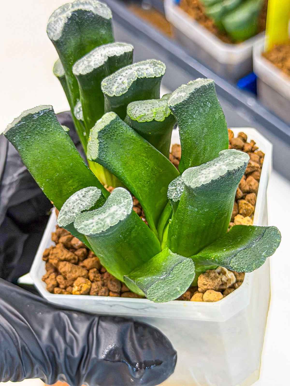 Haworthia Wuwen (wa3) (gg) | Rare Hybrids