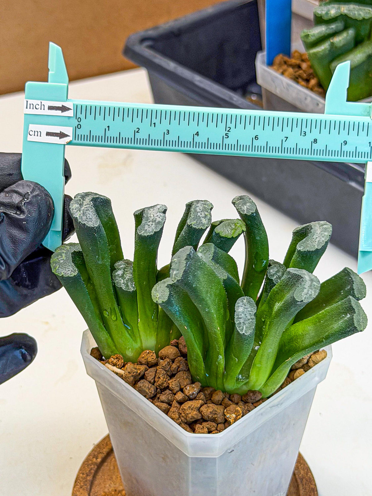 Haworthia Wuwen (wa3) (gg) | Rare Hybrids