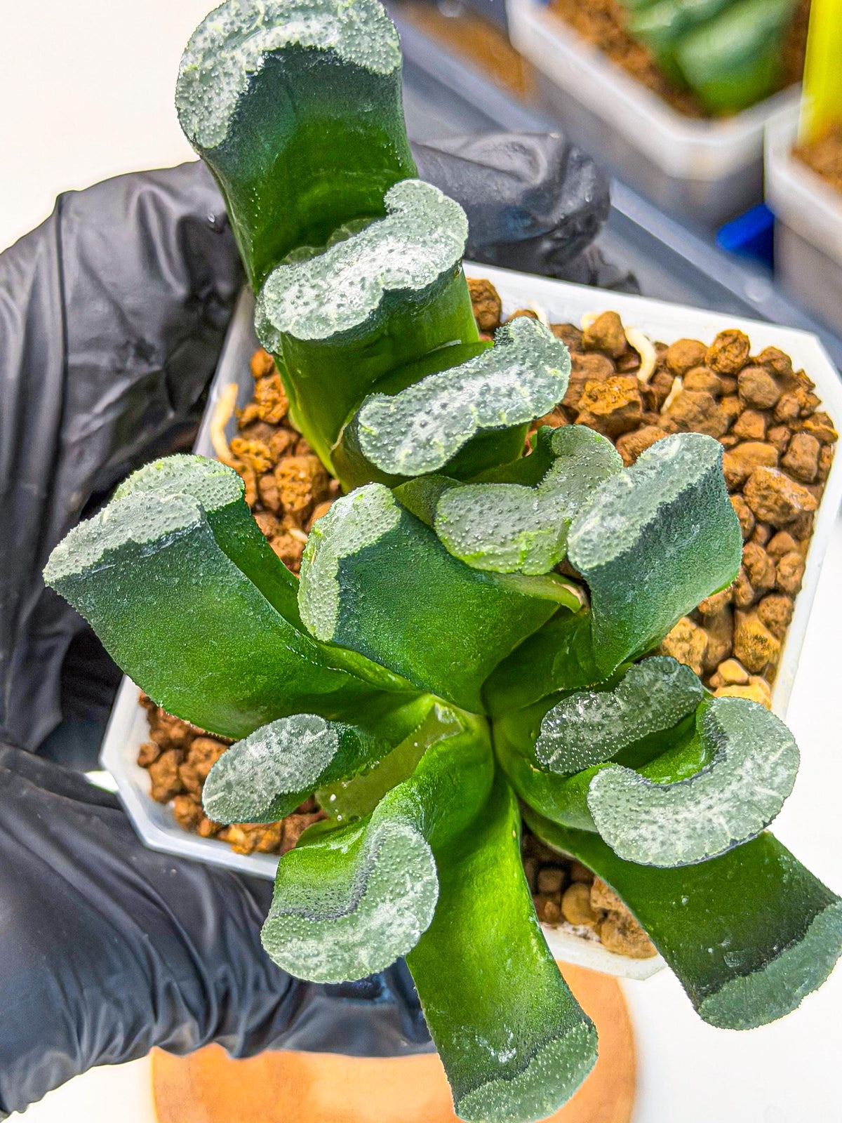 Haworthia Wuwen (wa3) (gg) | Rare Hybrids