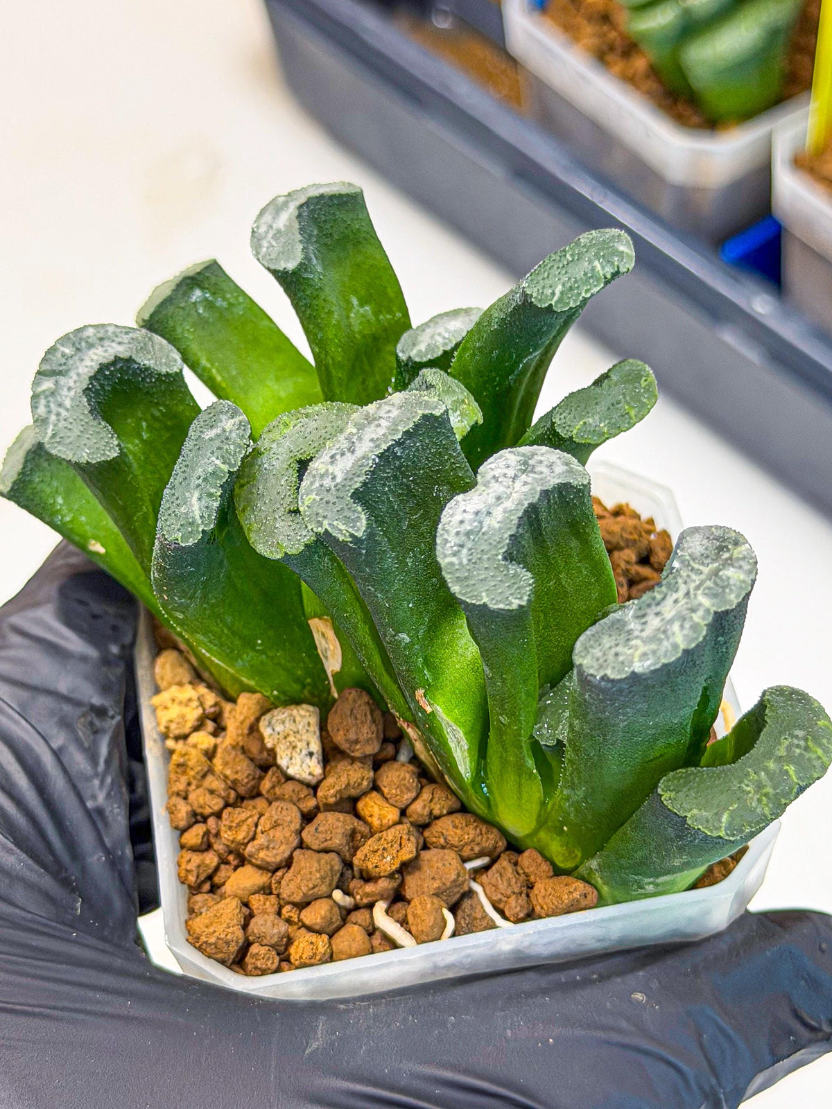 Haworthia Wuwen (wa3) (gg) | Rare Hybrids