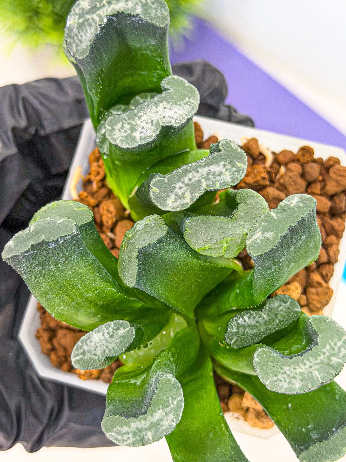 Haworthia Wuwen (wa3) (gg) | Rare Hybrids