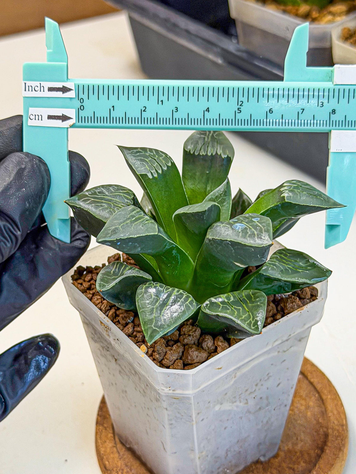 Haworthia Yueying (wa7) (r7) | Rare Import