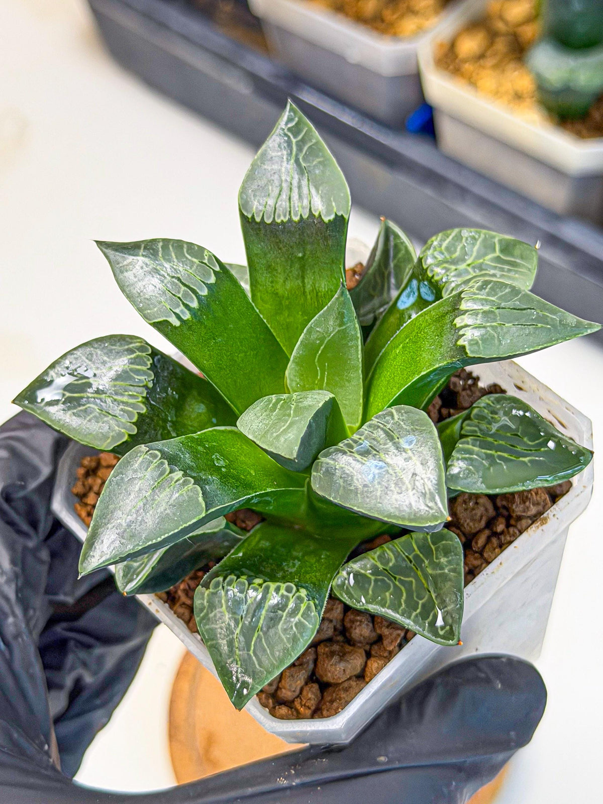 Haworthia Yueying (wa7) (r7) | Rare Import