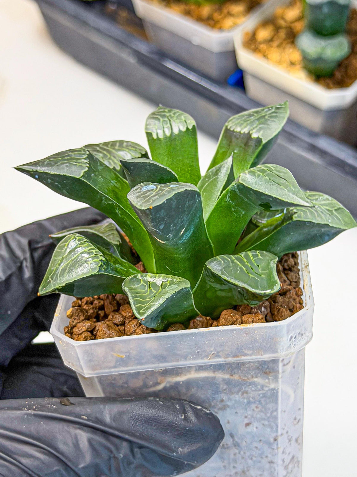Haworthia Yueying (wa7) (r7) | Rare Import