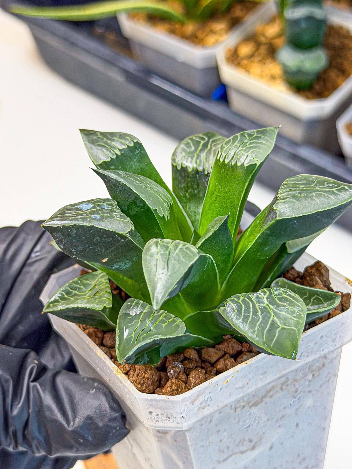 Haworthia Yueying (wa7) (r7) | Rare Import