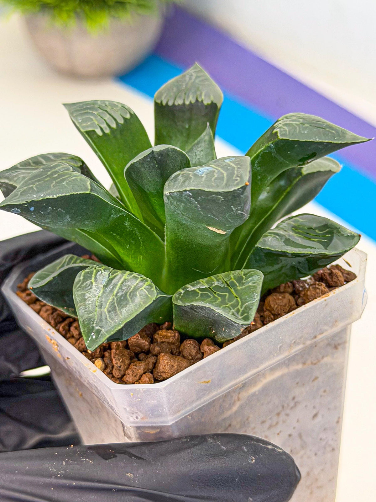 Haworthia Yueying (wa7) (r7) | Rare Import