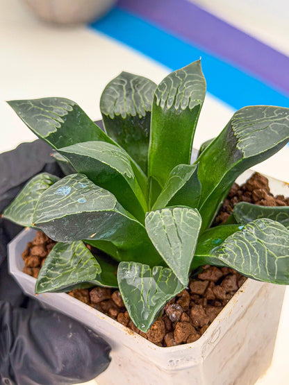 Haworthia Yueying (wa7) (r7) | Rare Import