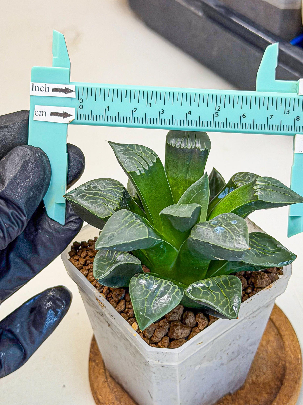 Haworthia Yueying (wa7) (r7) | Rare Import