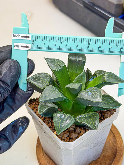 Haworthia Yueying (wa7) (r7) | Rare Import