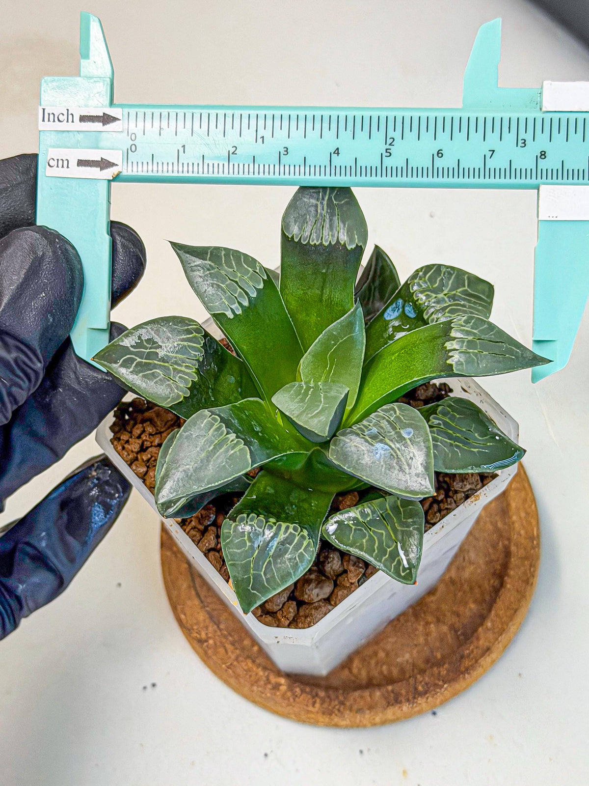 Haworthia Yueying (wa7) (r7) | Rare Import