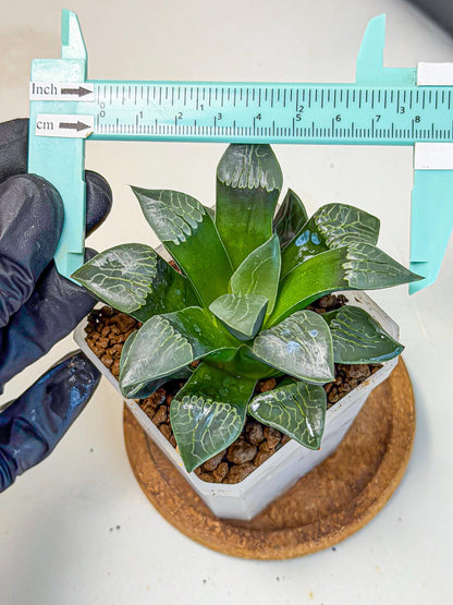 Haworthia Yueying (wa7) (r7) | Rare Import