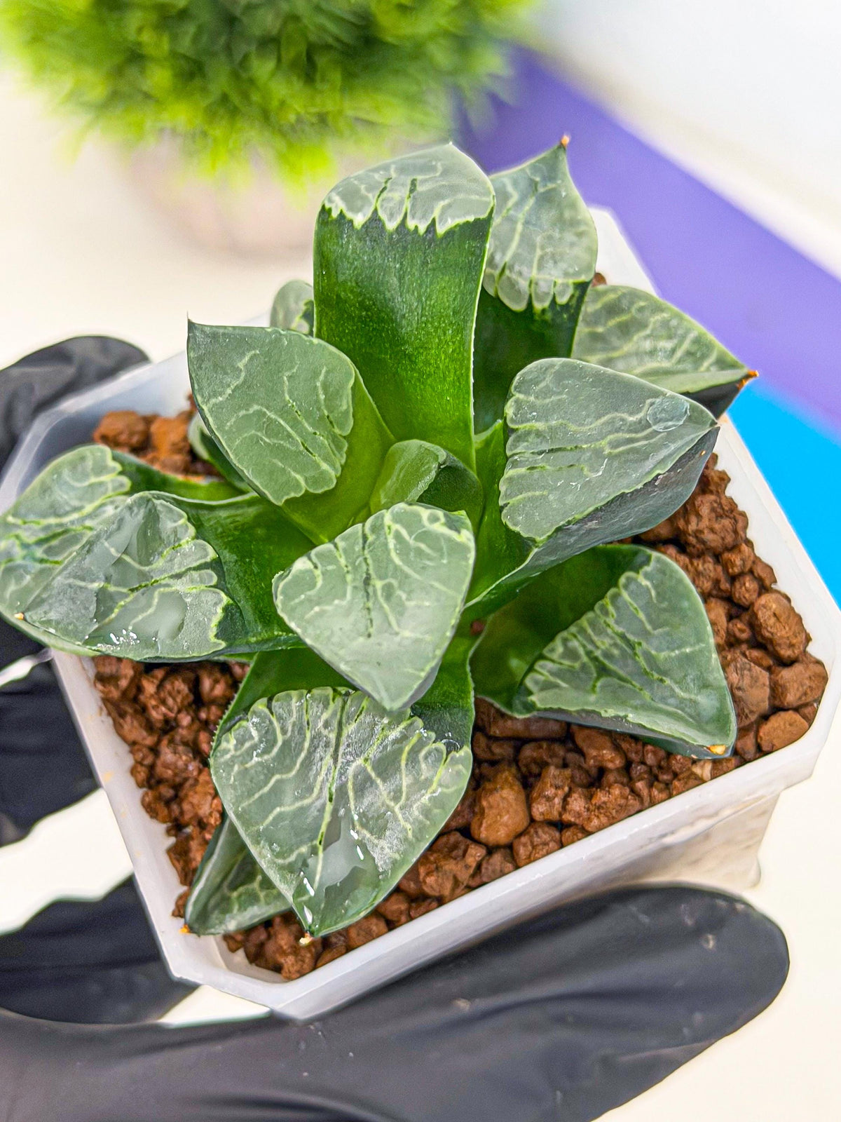 Haworthia Yueying (wa7) (g1) | Rare Import