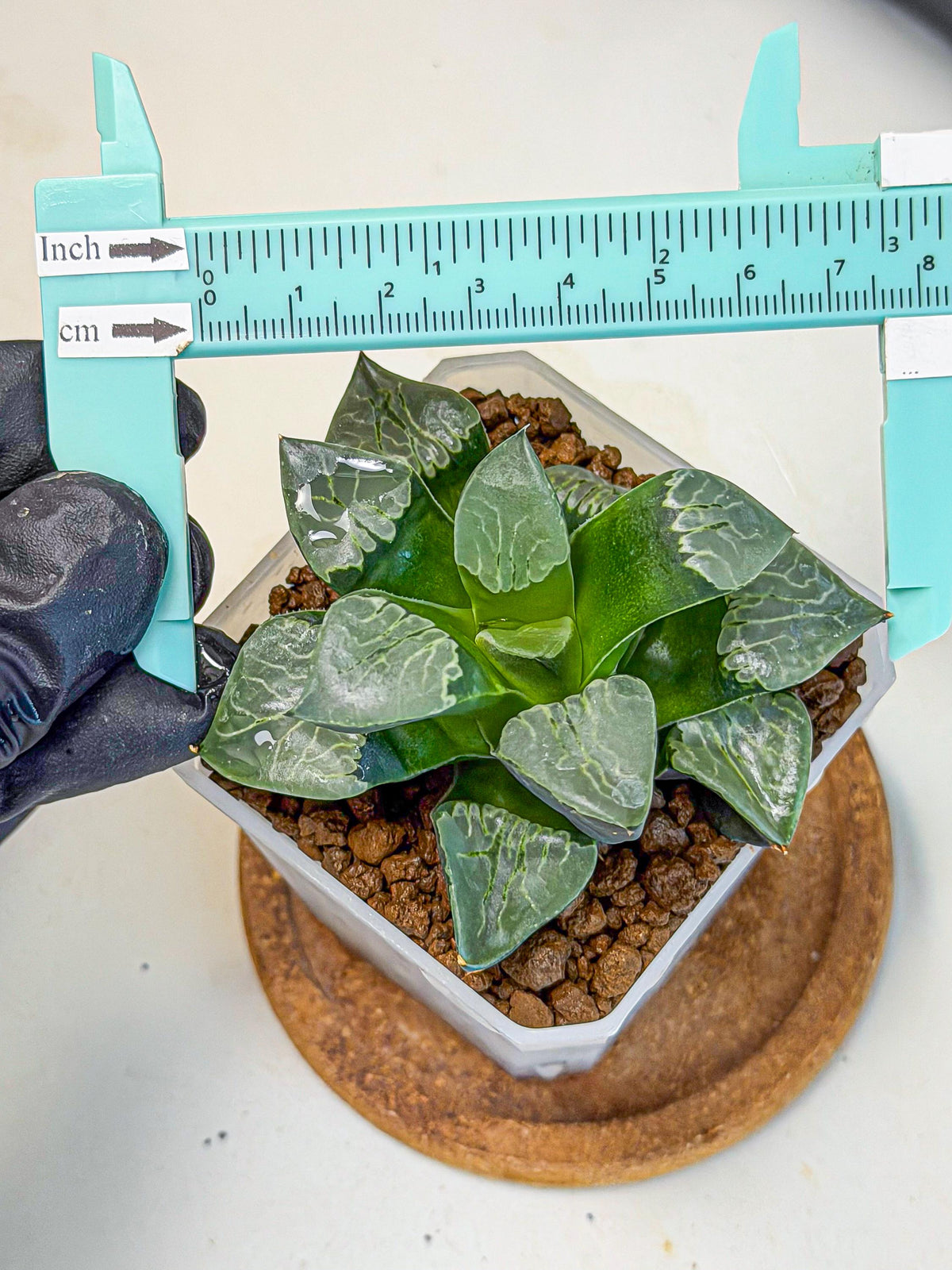 Haworthia Yueying (wa7) (g1) | Rare Import