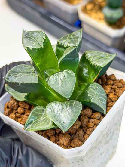 Haworthia Yueying (wa7) (g1) | Rare Import