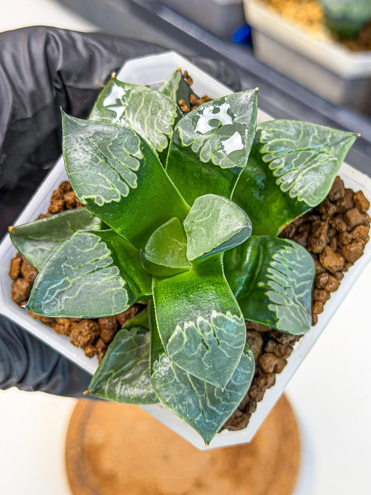 Haworthia Yueying (wa7) (g1) | Rare Import