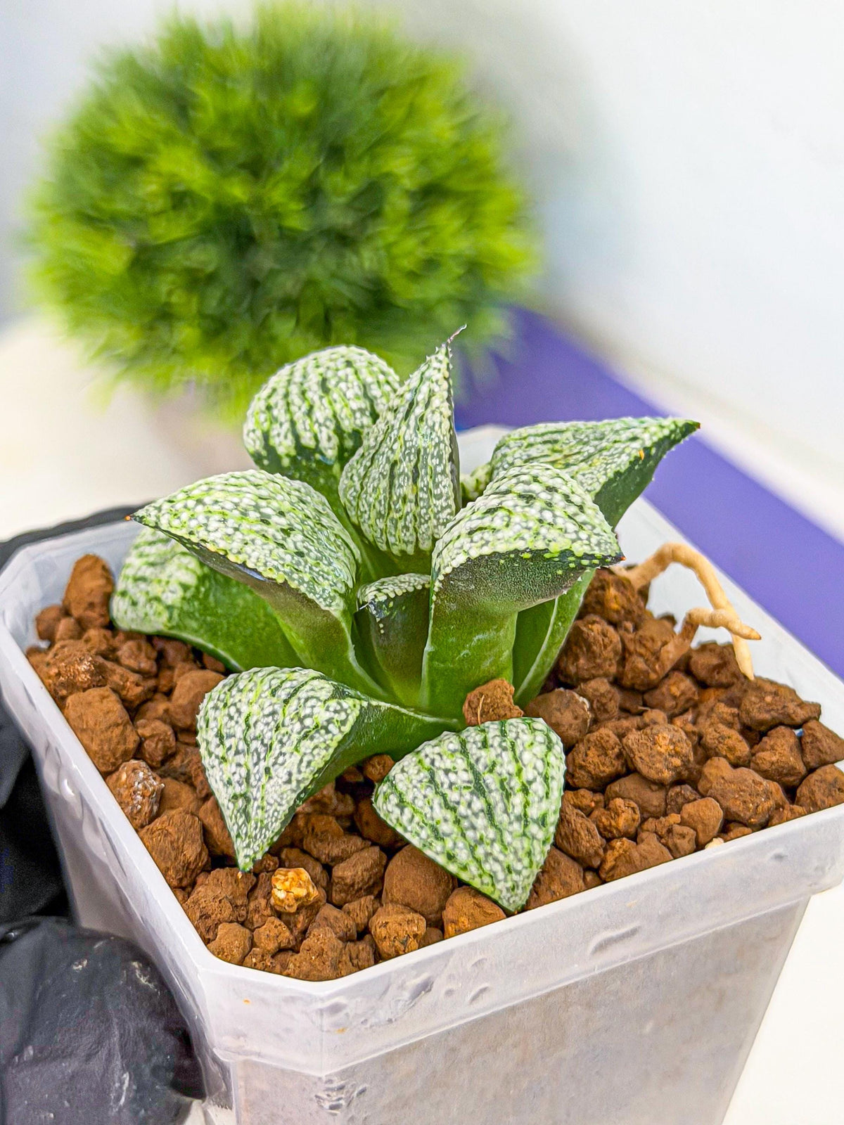 Haworthia Bojin (wa7) (b4) | Rare Import