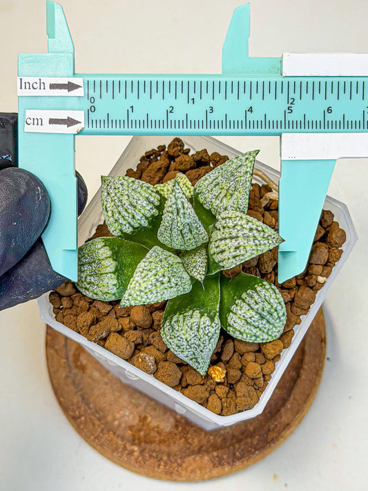 Haworthia Bojin (wa7) (b4) | Rare Import