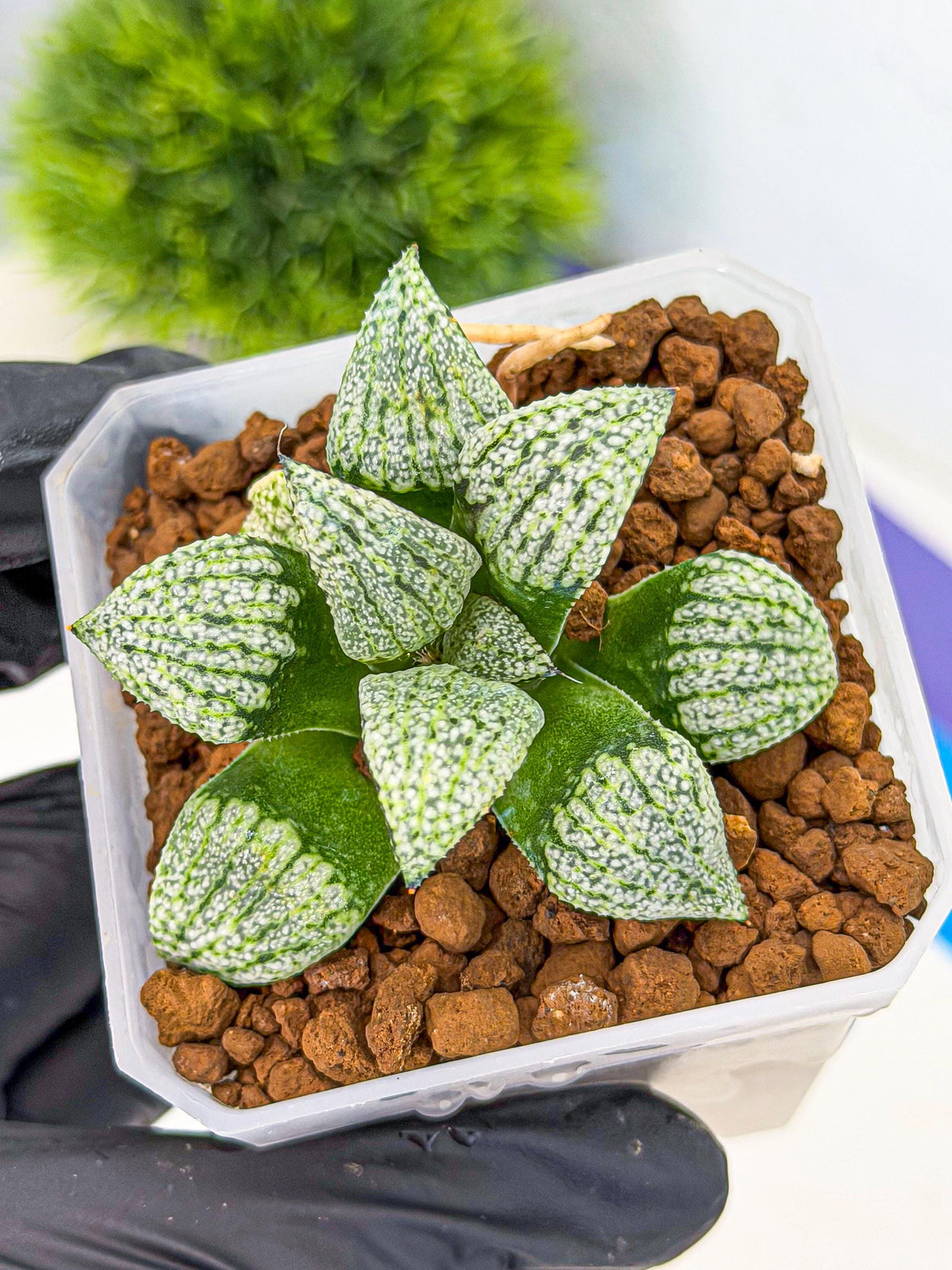 Haworthia Bojin (wa7) (b4) | Rare Import