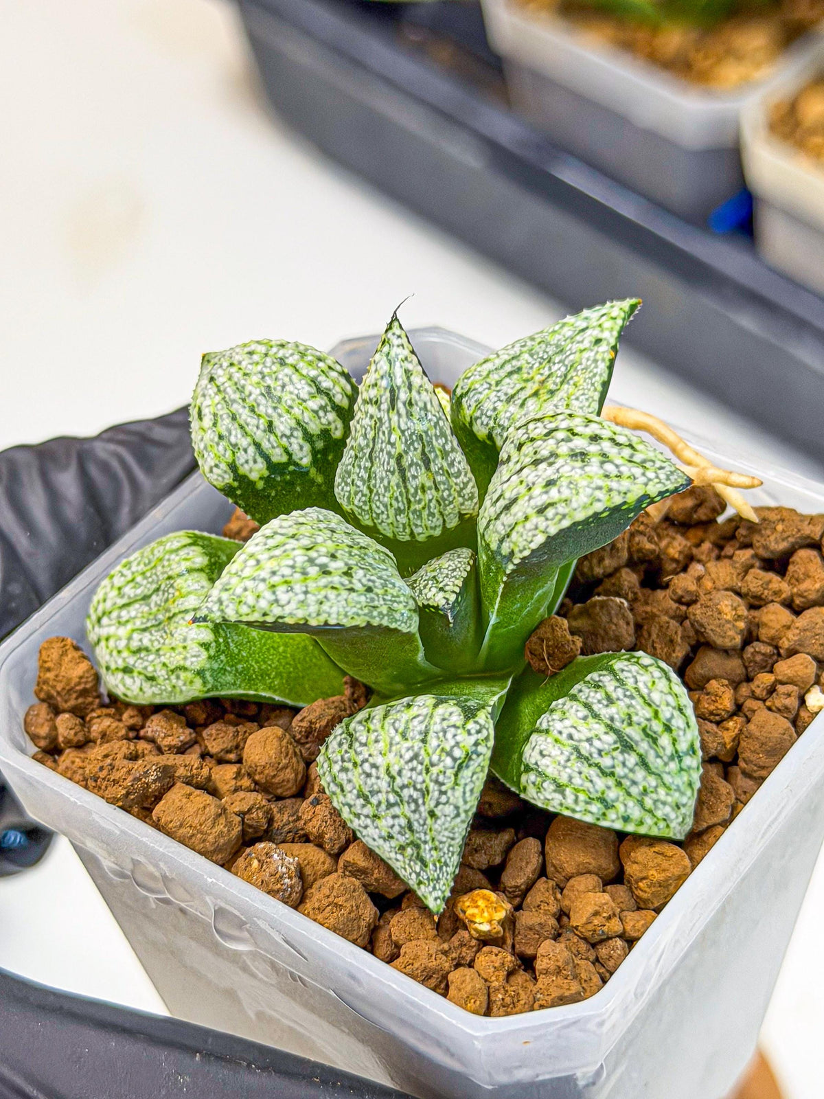 Haworthia Bojin (wa7) (b4) | Rare Import