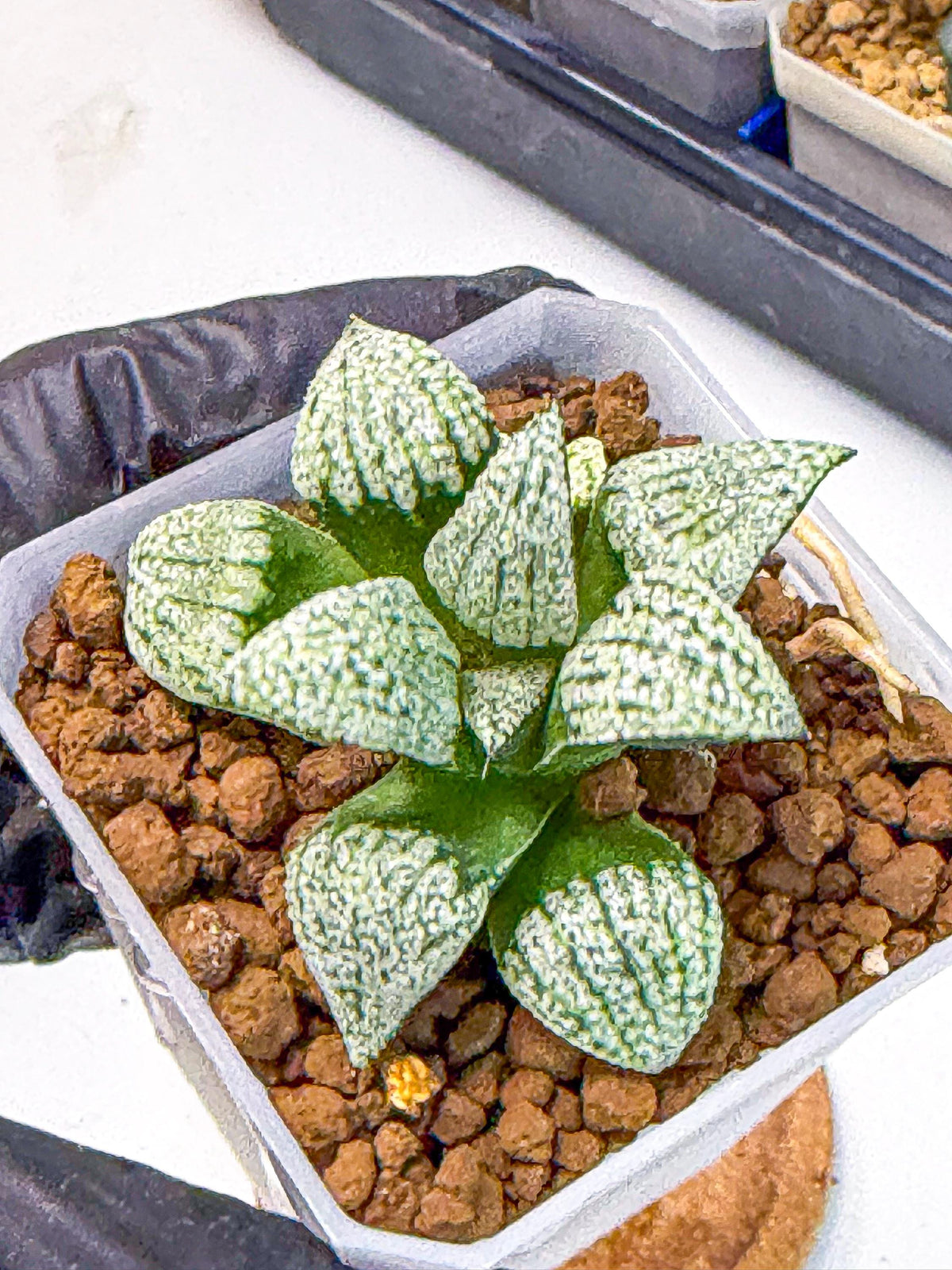 Haworthia Bojin (wa7) (b4) | Rare Import