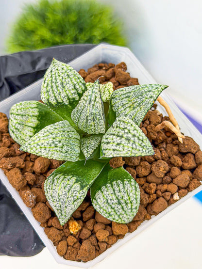 Haworthia Bojin (wa7) (b4) | Rare Import
