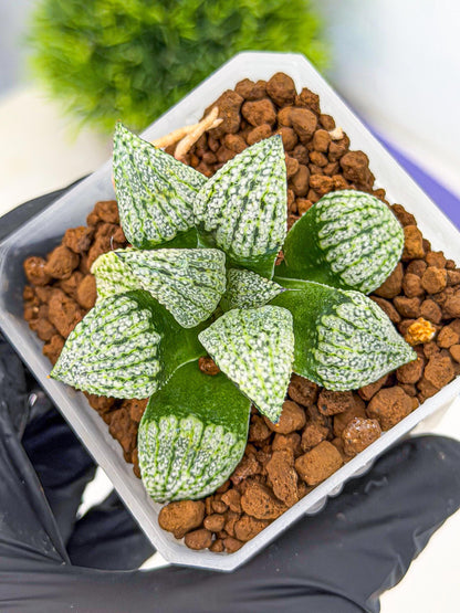 Haworthia Bojin (wa7) (b4) | Rare Import