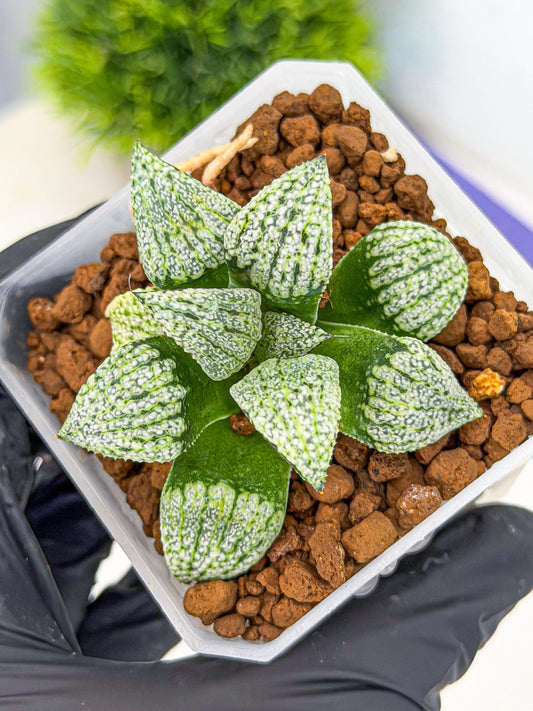 Haworthia Bojin (wa7) (b4) | Rare Import
