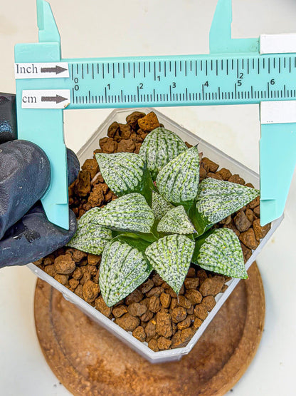 Haworthia Bojin (wa7) (b3) | Rare Import