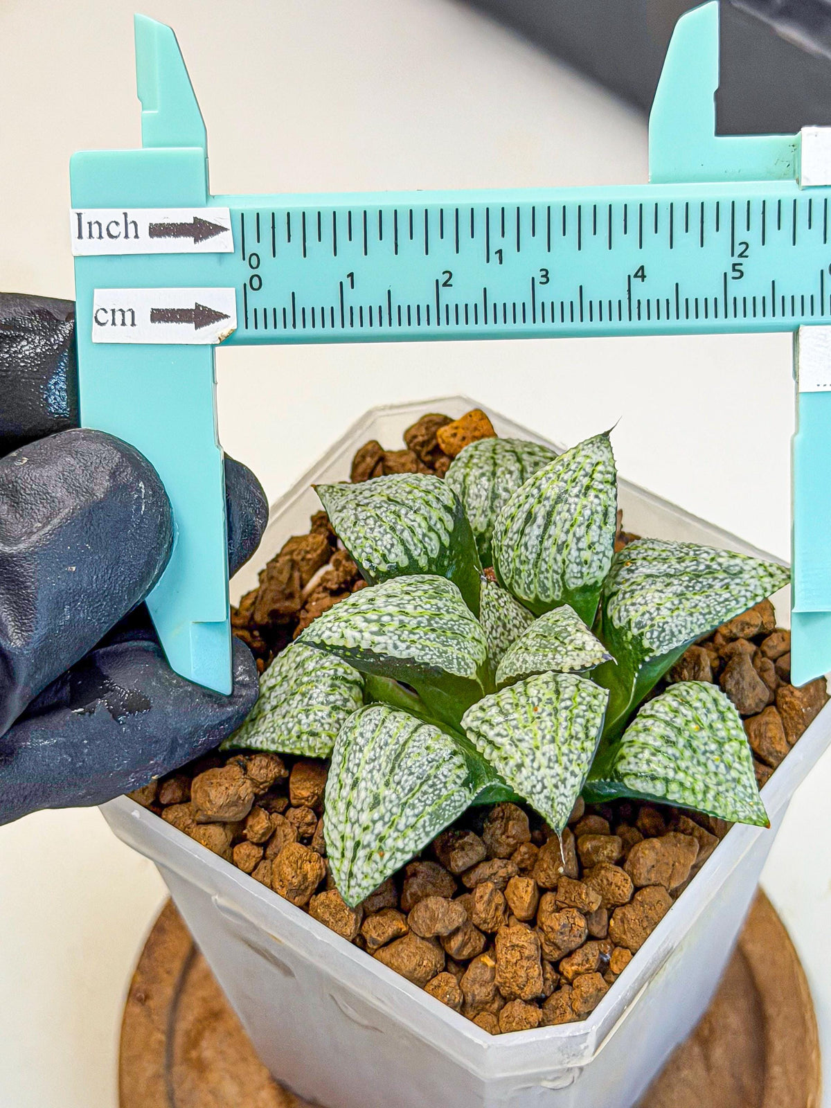 Haworthia Bojin (wa7) (b3) | Rare Import