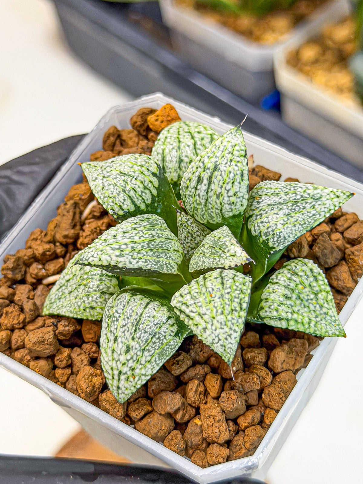 Haworthia Bojin (wa7) (b3) | Rare Import