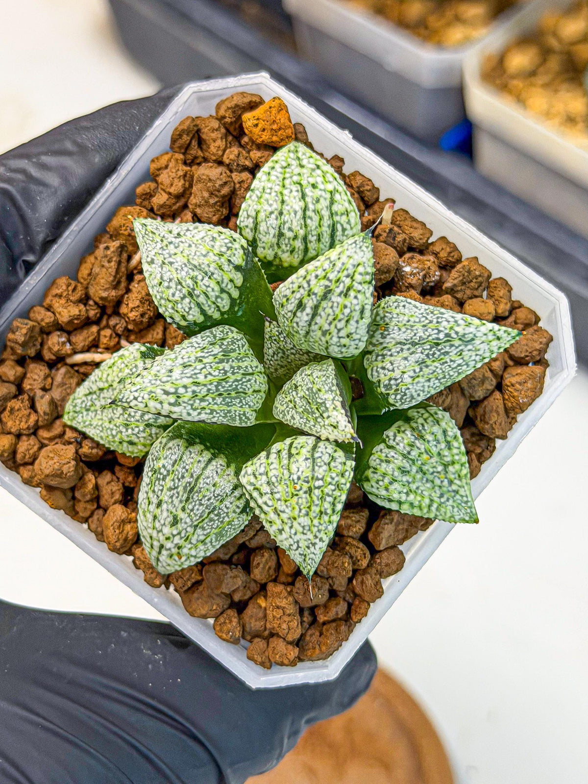 Haworthia Bojin (wa7) (b3) | Rare Import
