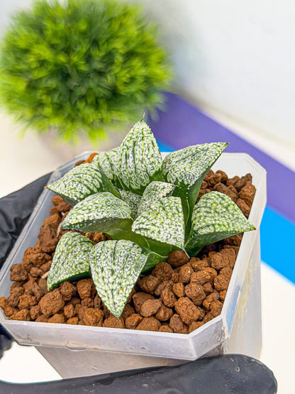 Haworthia Bojin (wa7) (b3) | Rare Import