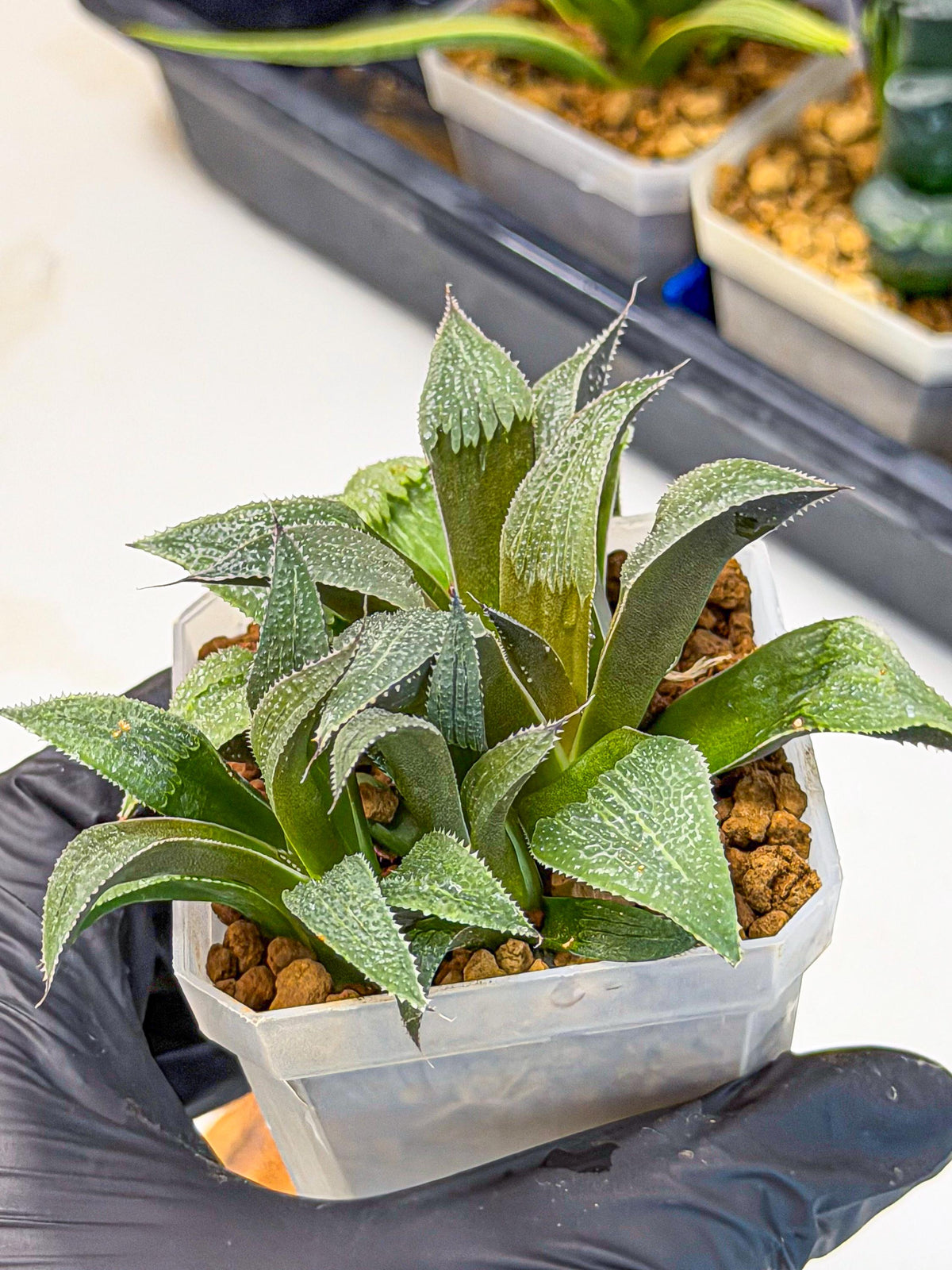 Haworthia Lu Zhi Xing (wa7) (r1) | Rare Import