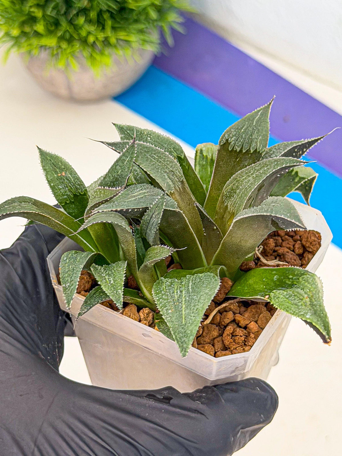 Haworthia Lu Zhi Xing (wa7) (r1) | Rare Import