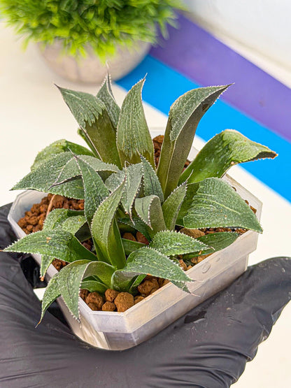 Haworthia Lu Zhi Xing (wa7) (r1) | Rare Import