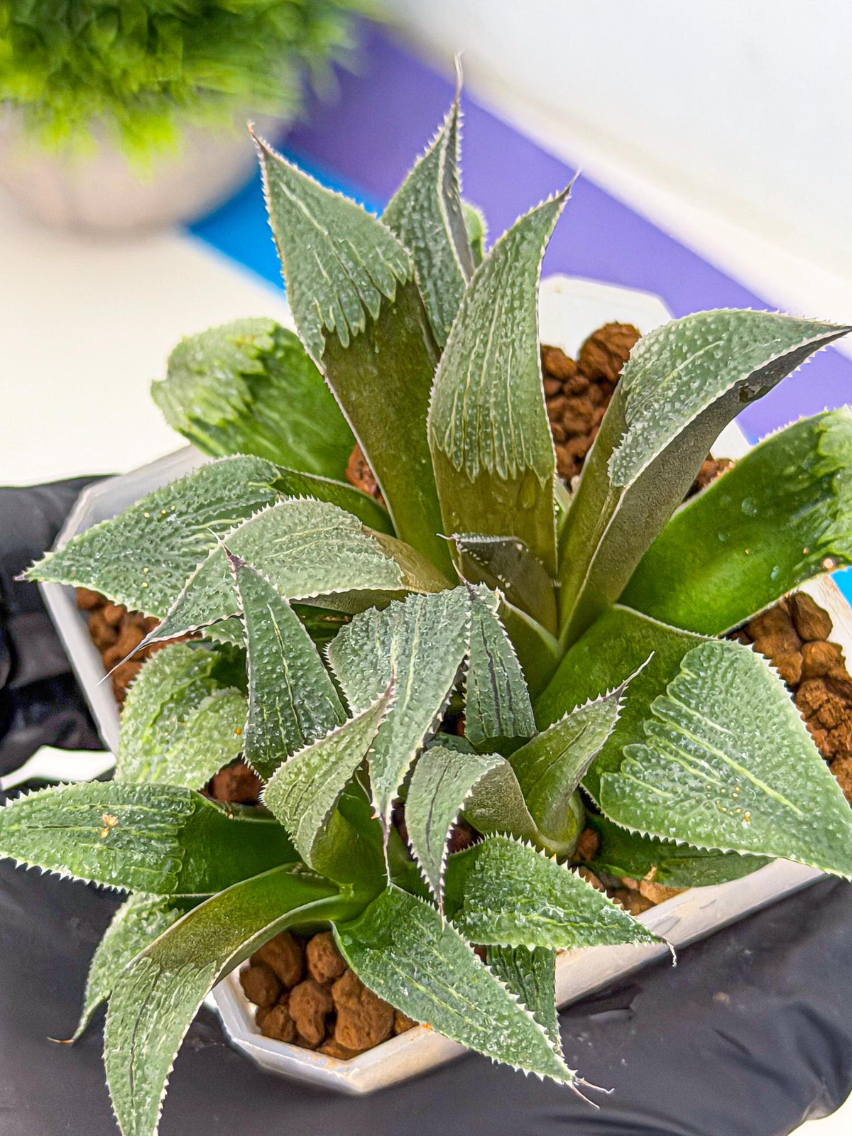 Haworthia Lu Zhi Xing (wa7) (r1) | Rare Import