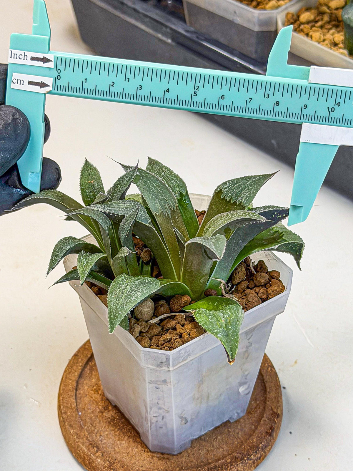 Haworthia Lu Zhi Xing (wa7) (r1) | Rare Import