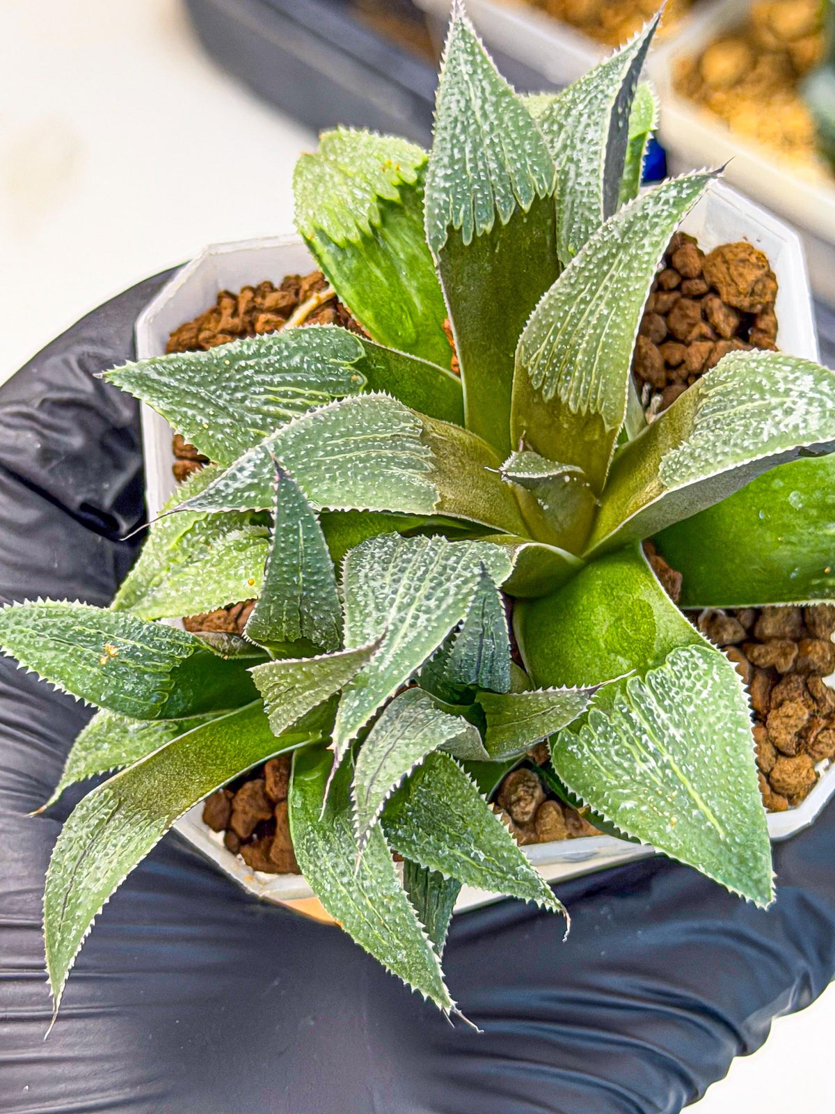 Haworthia Lu Zhi Xing (wa7) (r1) | Rare Import