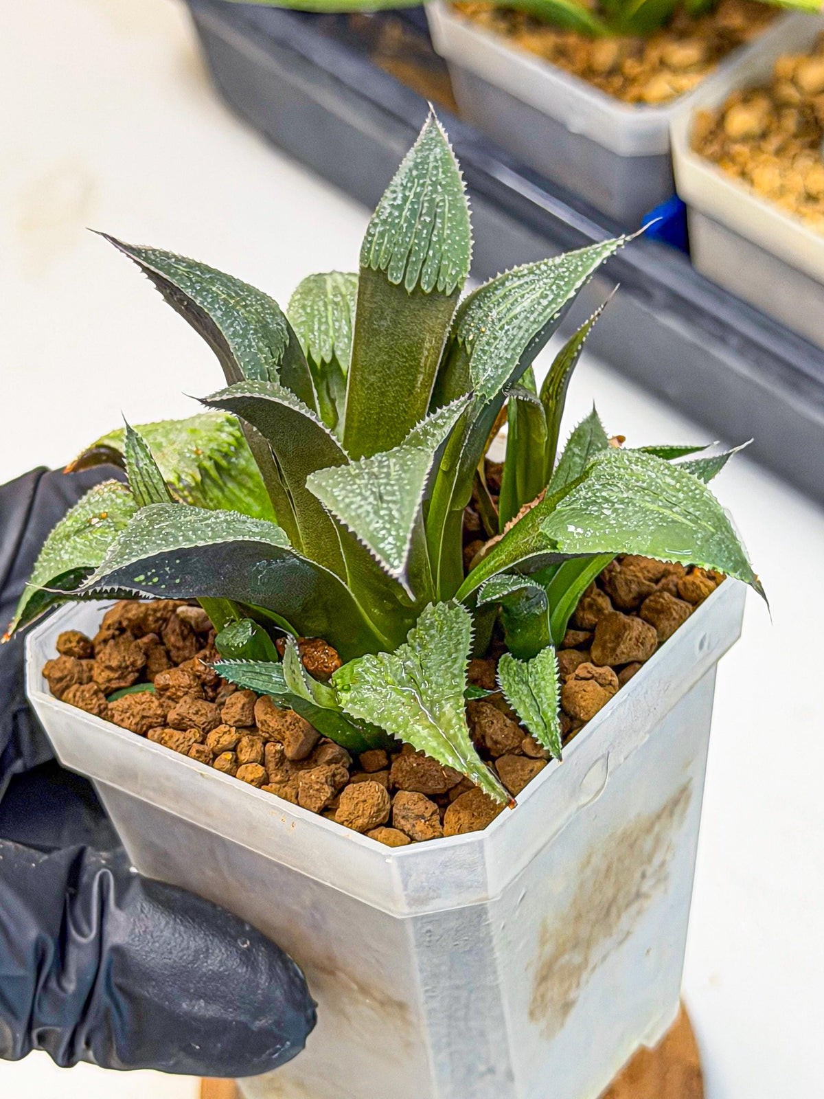 Haworthia Lu Zhi Xing (wa7) (r3) | Rare Import