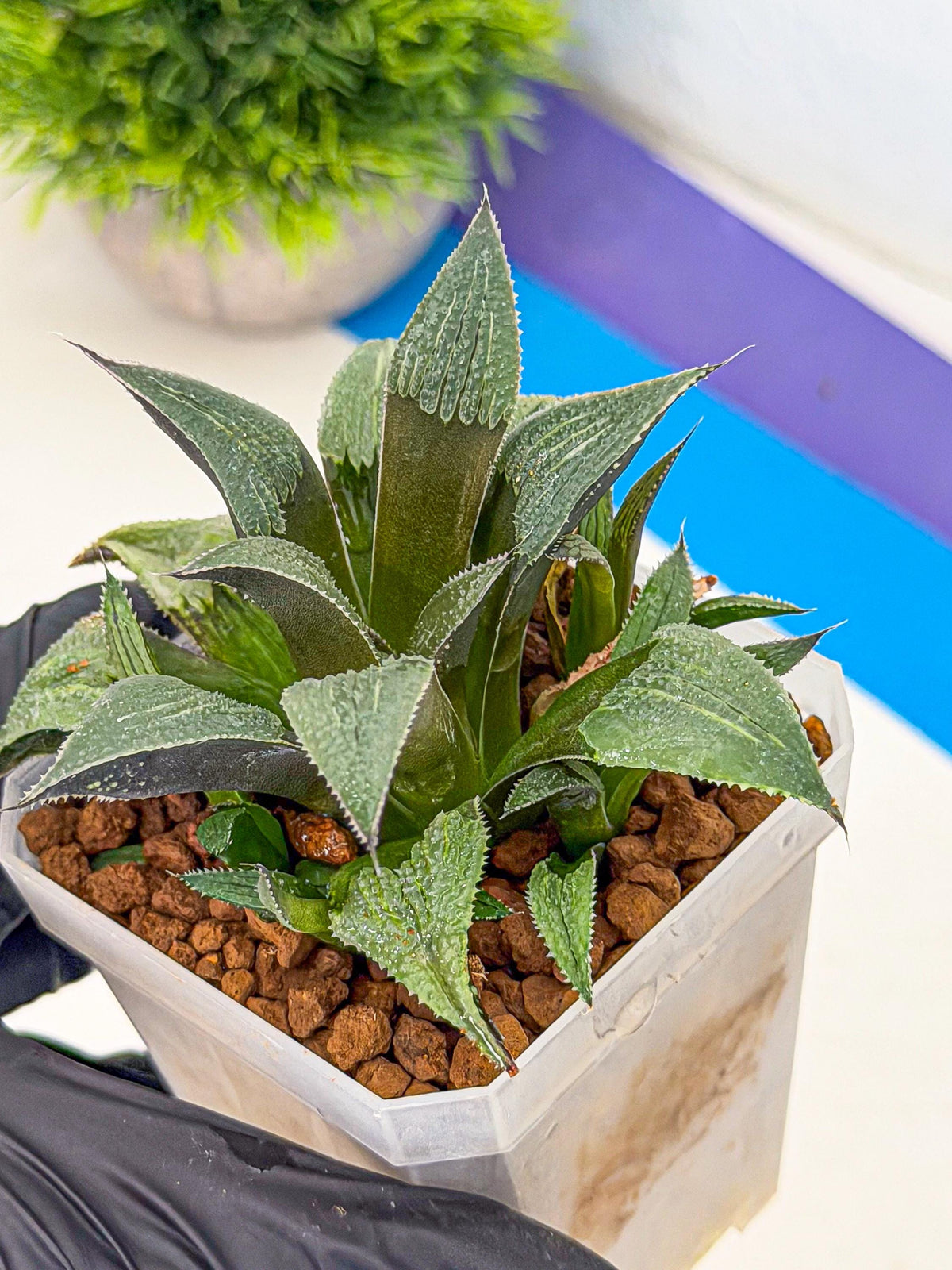 Haworthia Lu Zhi Xing (wa7) (r3) | Rare Import