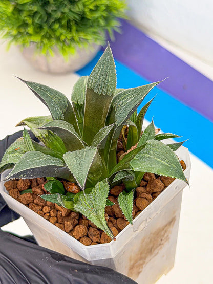 Haworthia Lu Zhi Xing (wa7) (r3) | Rare Import