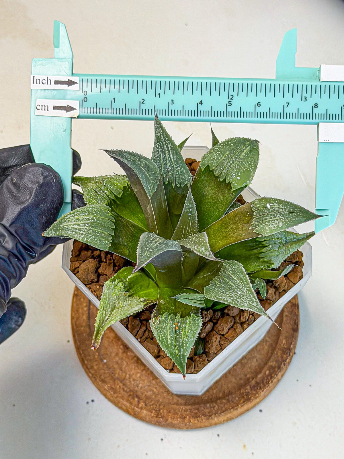 Haworthia Lu Zhi Xing (wa7) (r3) | Rare Import