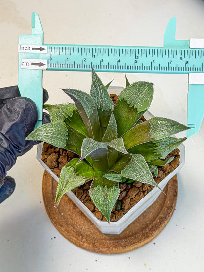 Haworthia Lu Zhi Xing (wa7) (r3) | Rare Import