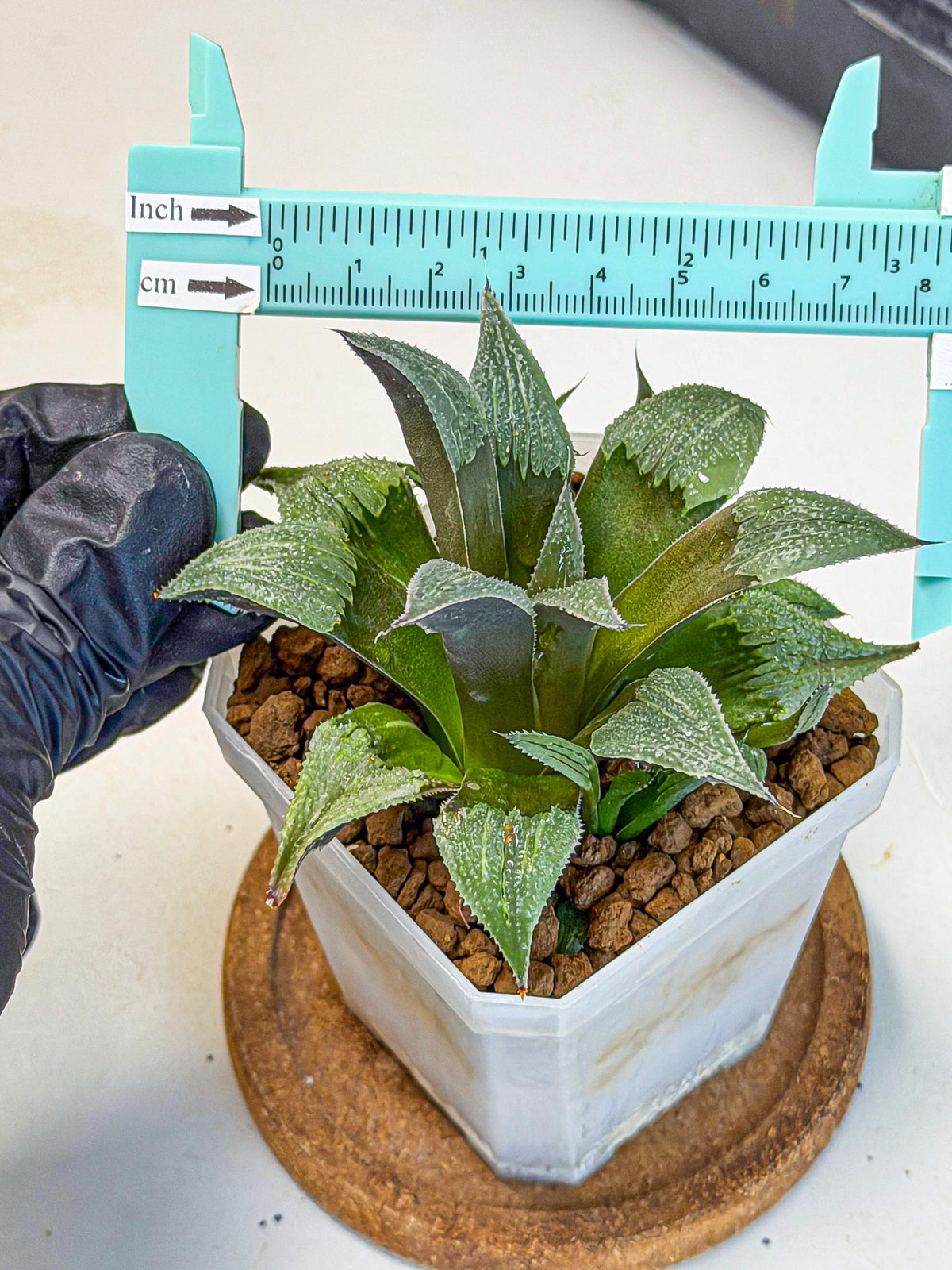 Haworthia Lu Zhi Xing (wa7) (r3) | Rare Import