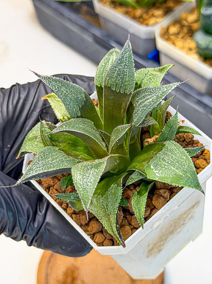 Haworthia Lu Zhi Xing (wa7) (r3) | Rare Import